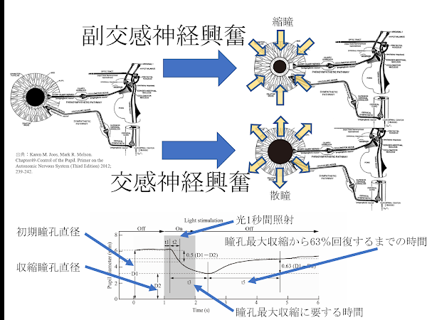 瞳孔は，副交感神経の活動増加の影響を受けて縮瞳します。